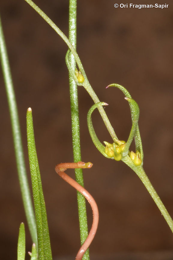 Gagea gageoides See the bulblets along the stem, this is the identifying character of this species. Gagea gageoides,Geotagged,Spring