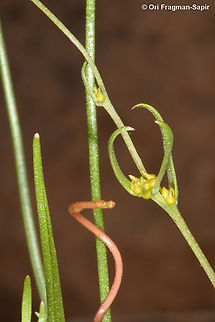 Gagea gageoides See the bulblets along the stem, this is the identifying character of this species. Gagea gageoides,Geotagged,Spring