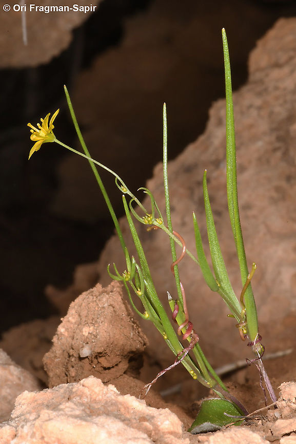 Gagea gageoides  Gagea gageoides,Geotagged,Spring