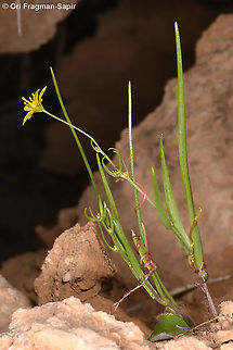 Gagea gageoides  Gagea gageoides,Geotagged,Spring
