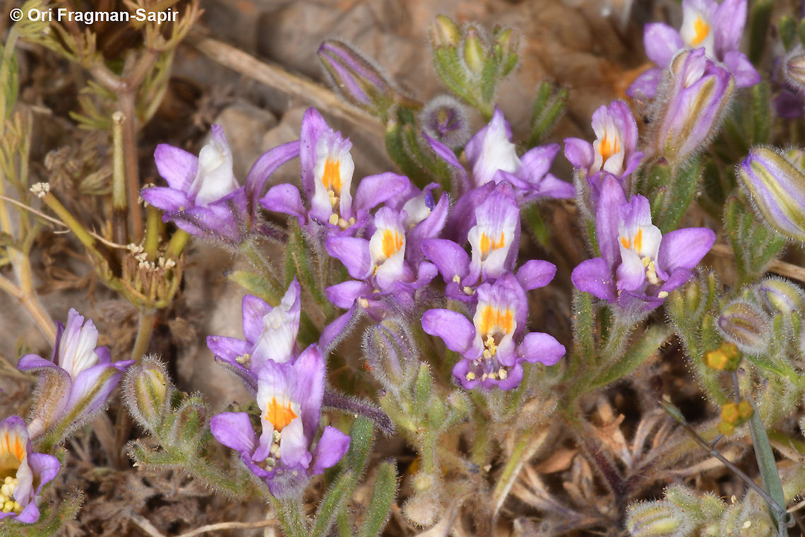 Consolida pusilla  Consolida pusilla,Geotagged,Spring