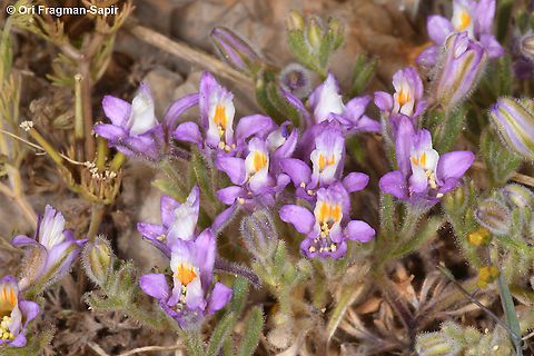 Consolida pusilla  Consolida pusilla,Geotagged,Spring