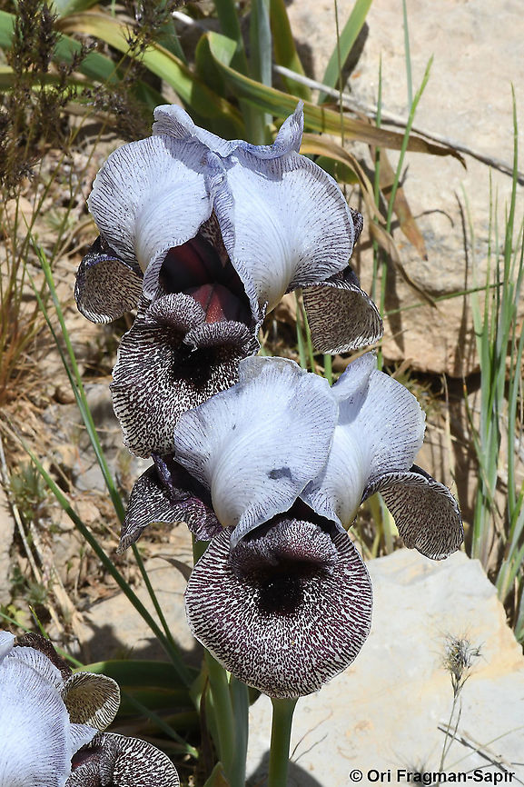 Iris westii  Geotagged,Iris westii,Spring