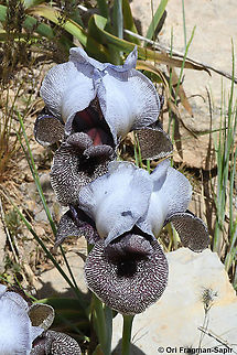 Iris westii  Geotagged,Iris westii,Spring