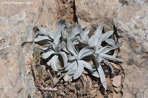 Scorzonera rigida  Geotagged,Scorzonera rigida,Spring