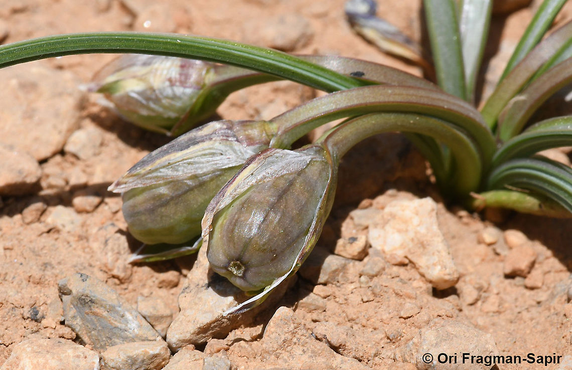 Romulea nivalis  Geotagged,Romulea nivalis,Spring