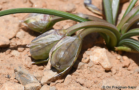 Romulea nivalis  Geotagged,Romulea nivalis,Spring