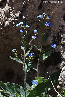 Brunnera orientalis  Brunnera orientalis,Geotagged,Spring