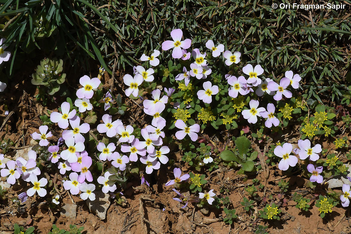 Zuvanda crenulata  Geotagged,Spring,Zuvanda crenulata