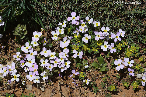 Zuvanda crenulata  Geotagged,Spring,Zuvanda crenulata