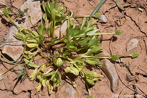 Ranunculus myosuroides  Geotagged,Ranunculus myosuroides,Spring