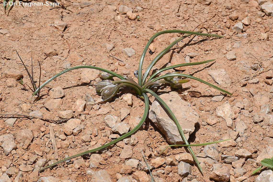 Romulea nivalis  Geotagged,Romulea nivalis,Spring