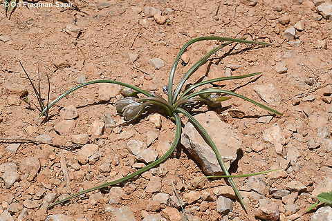 Romulea nivalis  Geotagged,Romulea nivalis,Spring