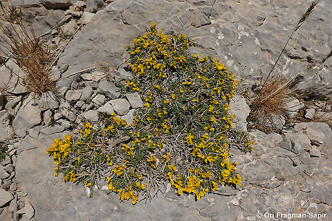 Genista libanotica  Genista libanotica