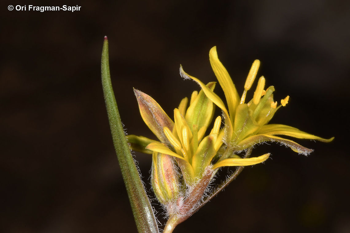 Gagea micrantha  Gagea micrantha,Geotagged,Spring