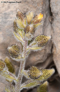 Biebersteinia multifida  Biebersteinia multifida,Geotagged,Spring