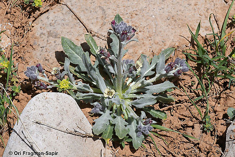 Anchonium billardierei  Anchonium billardierei,Geotagged,Spring