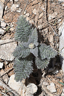 Biebersteinia multifida  Biebersteinia multifida,Geotagged,Spring