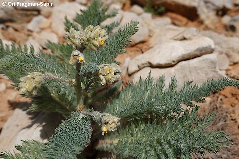 Biebersteinia multifida  Biebersteinia multifida,Geotagged,Spring