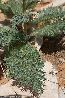 Biebersteinia multifida  Biebersteinia multifida,Geotagged,Spring