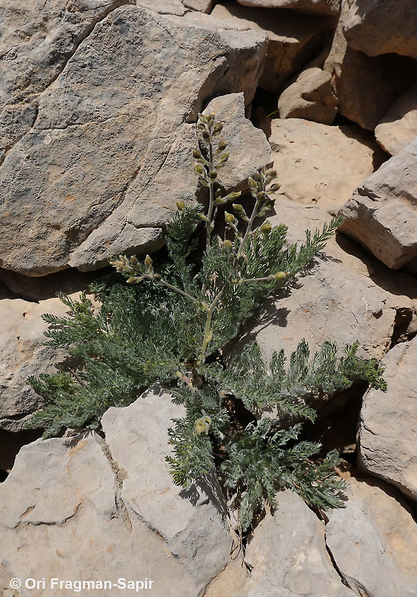 DSC09038  Geotagged,Spring