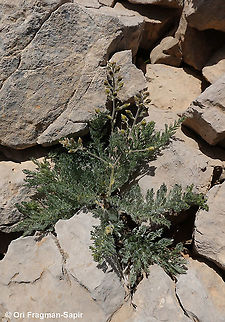 DSC09038  Geotagged,Spring