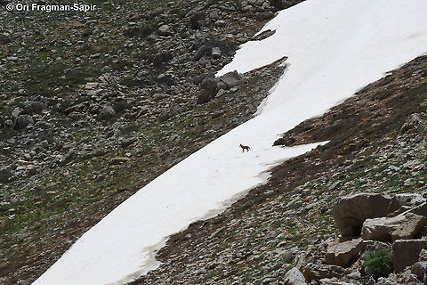 Vulpes vulpes  Geotagged,Red Fox,Spring,Vulpes vulpes