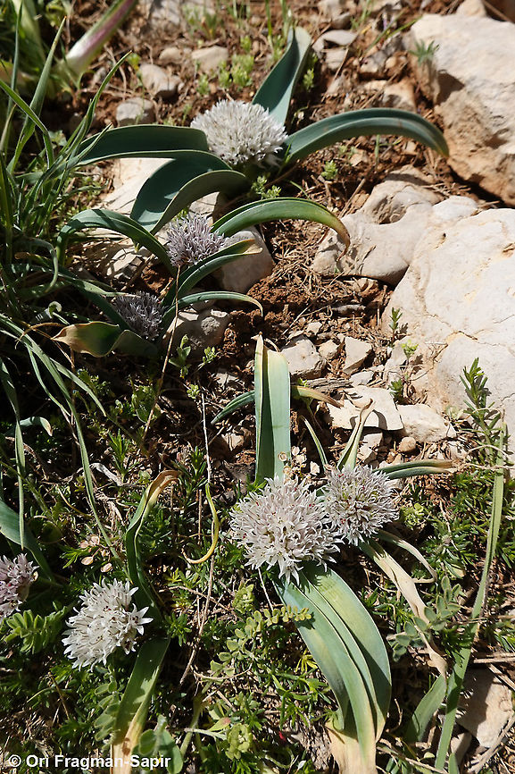 DSC09027  Geotagged,Spring