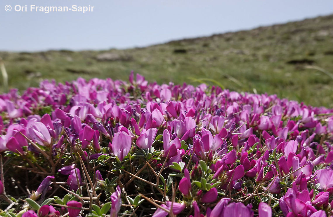 Onobrychis cornuta  Onobrychis cornuta
