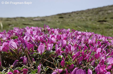 Onobrychis cornuta  Onobrychis cornuta
