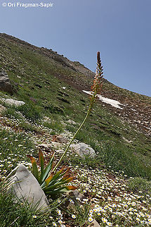 Eremurus libanoticus  Eremurus libanoticus,Geotagged,Spring