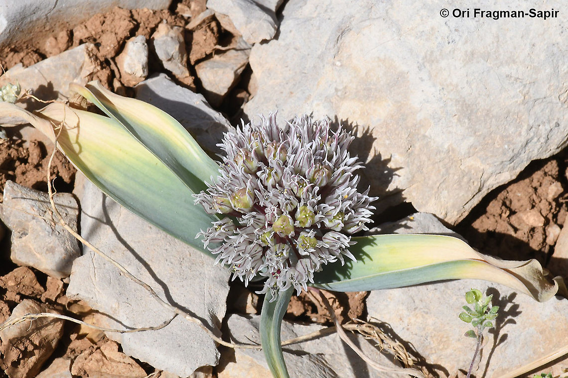 Allium libani  Allium libani,Geotagged,Lebanese garlic,Spring