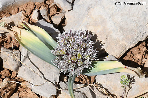 Allium libani  Allium libani,Geotagged,Lebanese garlic,Spring