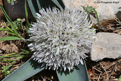 Allium libani  Allium libani,Geotagged,Lebanese garlic,Spring