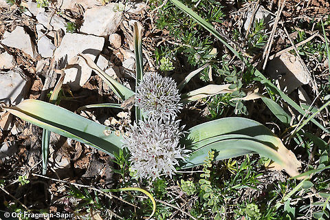 Allium libani  Allium libani,Geotagged,Lebanese garlic,Spring