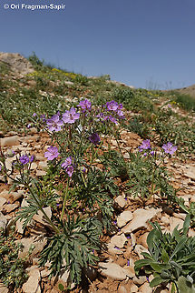 Geranium tuberosum  Geotagged,Geranium tuberosum,Spring