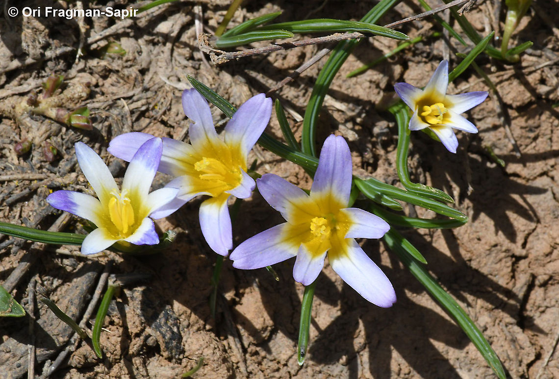 Romulea nivalis  Geotagged,Romulea nivalis,Spring