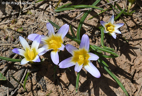 Romulea nivalis  Geotagged,Romulea nivalis,Spring