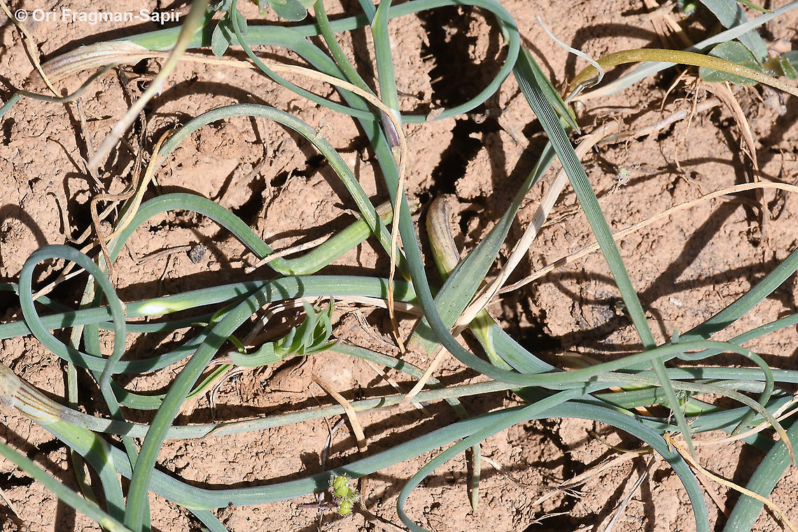 Allium sannineum  Allium sannineum,Geotagged,Spring