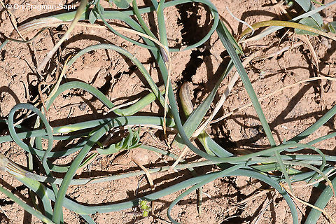 Allium sannineum  Allium sannineum,Geotagged,Spring