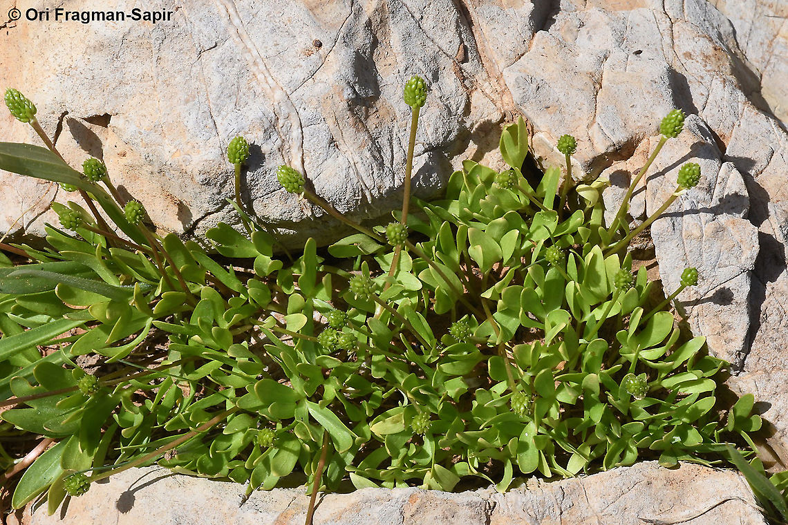 Ranunculus myosuroides  Geotagged,Ranunculus myosuroides,Spring