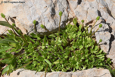 Ranunculus myosuroides  Geotagged,Ranunculus myosuroides,Spring