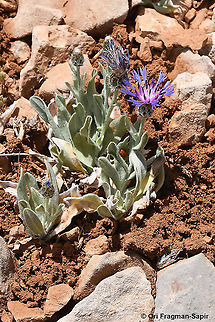 Centaurea triumfettii  Centaurea triumfettii,Geotagged,Spring