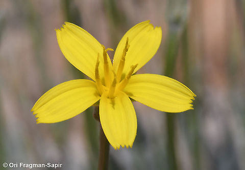 Scorzonera rigida  Geotagged,Scorzonera rigida,Spring