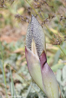 Iris westii  Geotagged,Iris westii,Spring