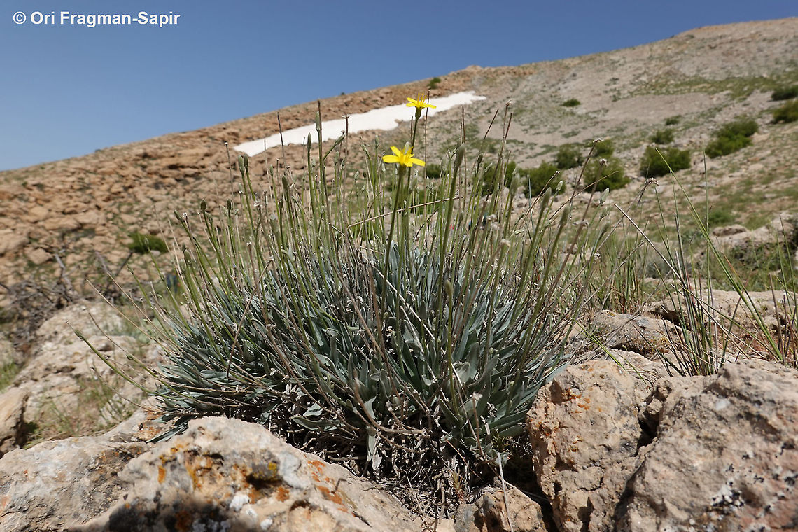 Scorzonera rigida  Geotagged,Scorzonera rigida,Spring