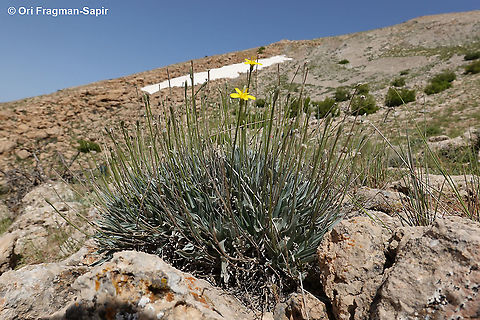 Scorzonera rigida  Geotagged,Scorzonera rigida,Spring