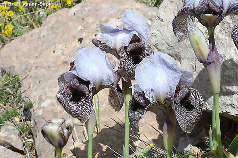 Iris westii  Geotagged,Iris westii,Spring