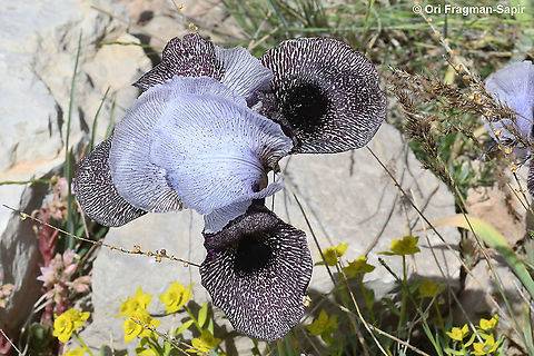 Iris westii  Geotagged,Iris westii,Spring