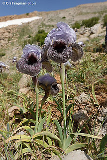 Iris westii  Geotagged,Iris westii,Spring